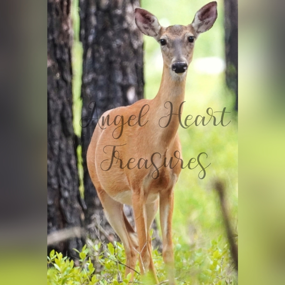 11x14 Original Nature Photography Of Doe Deer In Pine Barrens Woods Photo Print